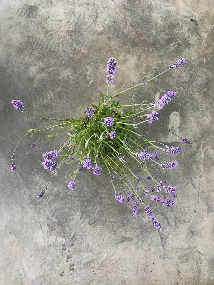 Lavandula Angustifolia 'Hidcote Blue' (Lavender) – Moonflower Gardens
