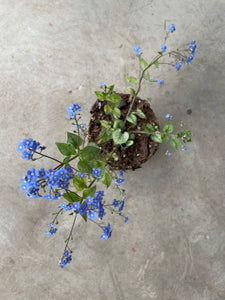 Brunnera macrophylla 'Jack Frost'