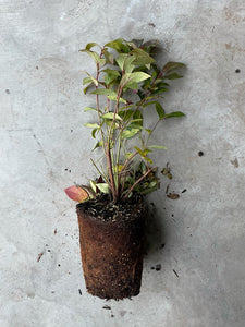 Vaccinium corymbosum 'Duke'