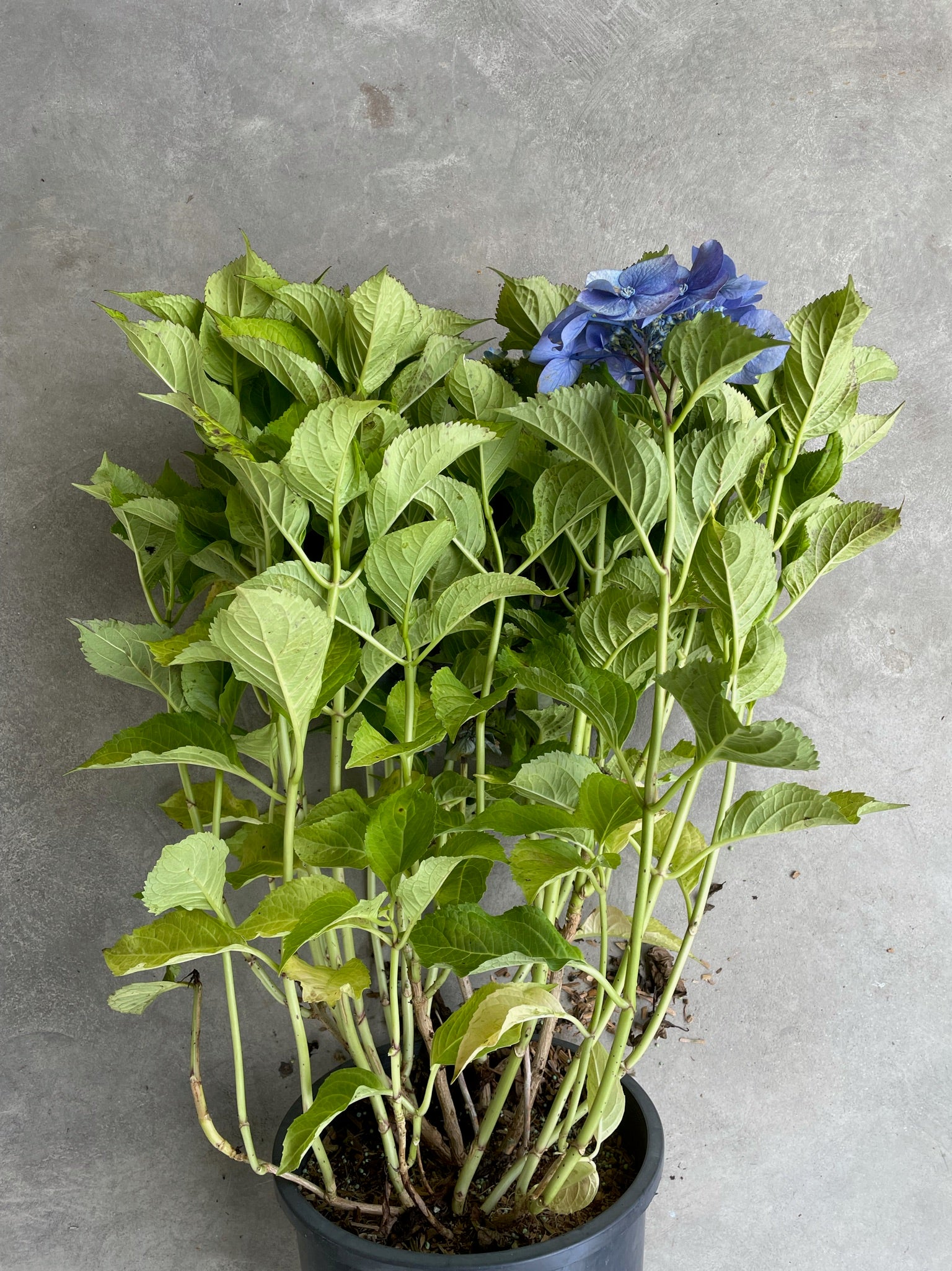 Hydrangea macrophylla 'Rotdrossel'