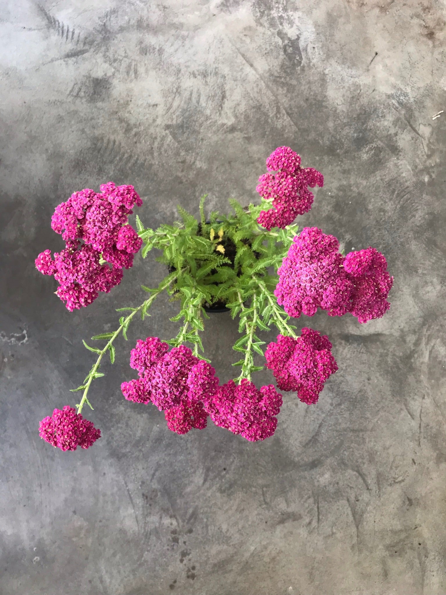 Achillea 'Paprika' (Yarrow)