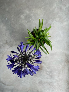 Agapanthus 'Storm Cloud'