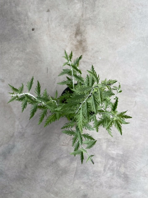 Perovskia Atriplicifolia 'Filigran' (Russian Sage)