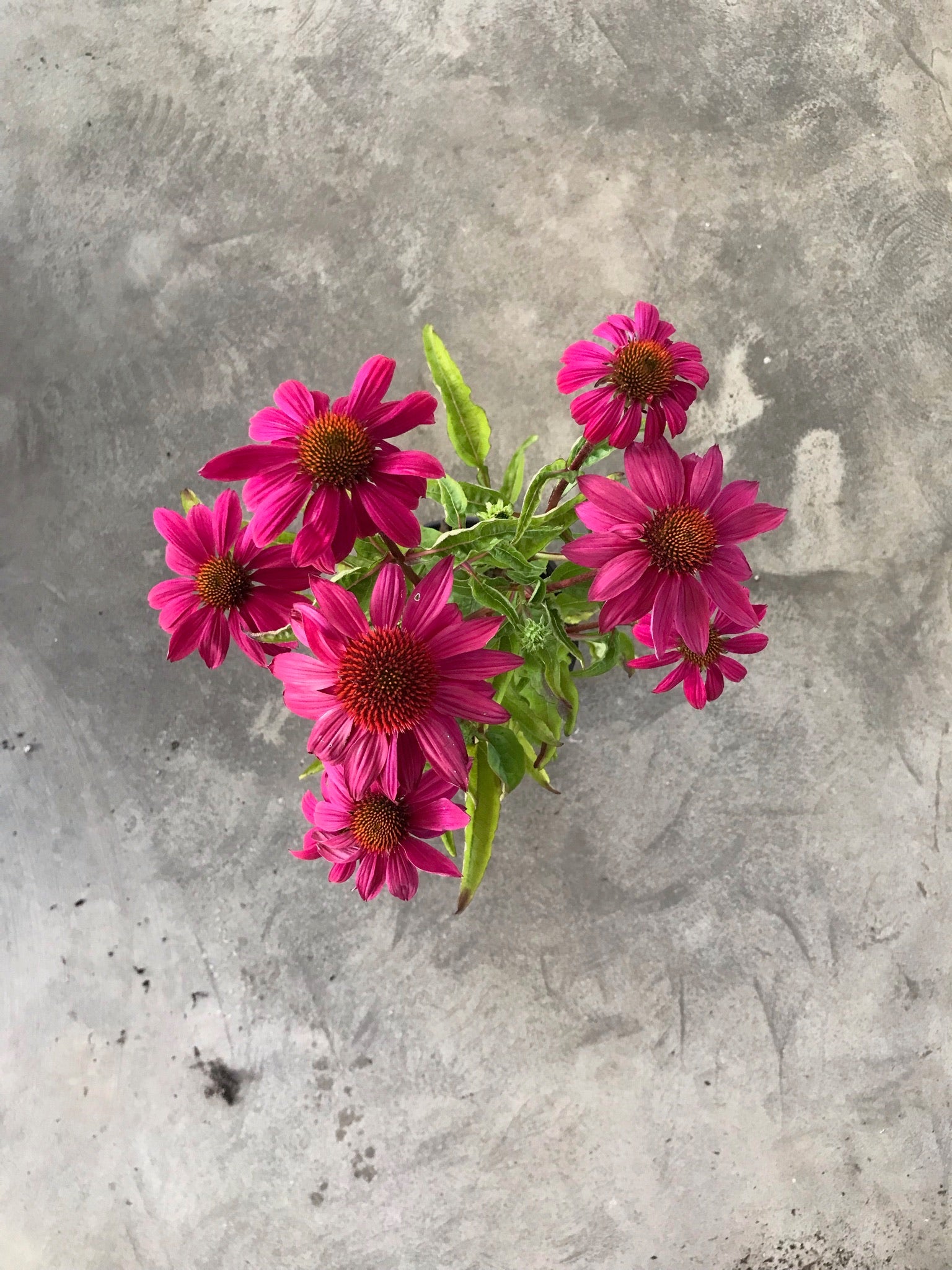 Echinacea purpurea 'Magnus Superior'