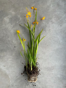 Crocosmia 'George Davison'