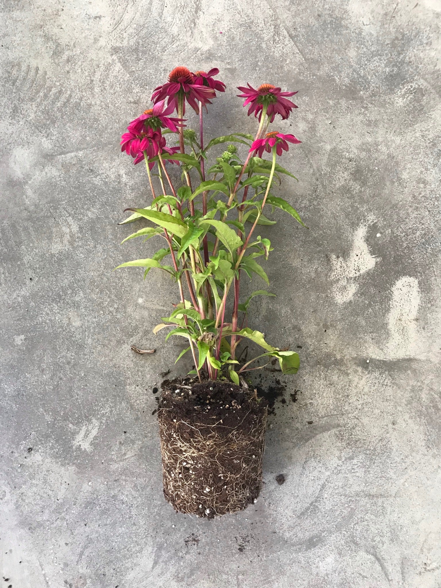 Echinacea purpurea 'Magnus Superior'