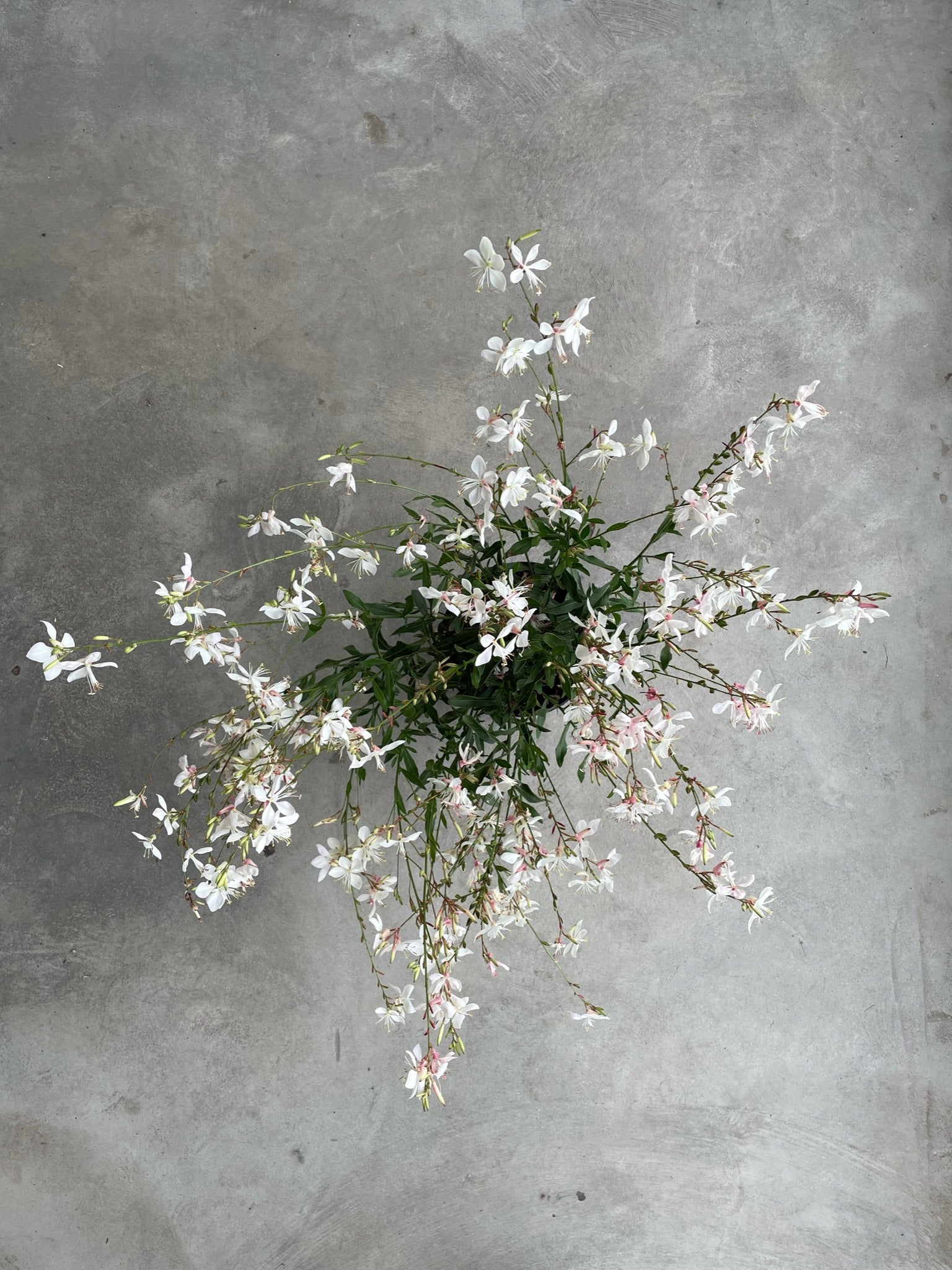 Gaura 'Ballerina White'