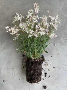 Gaura 'Ballerina White'