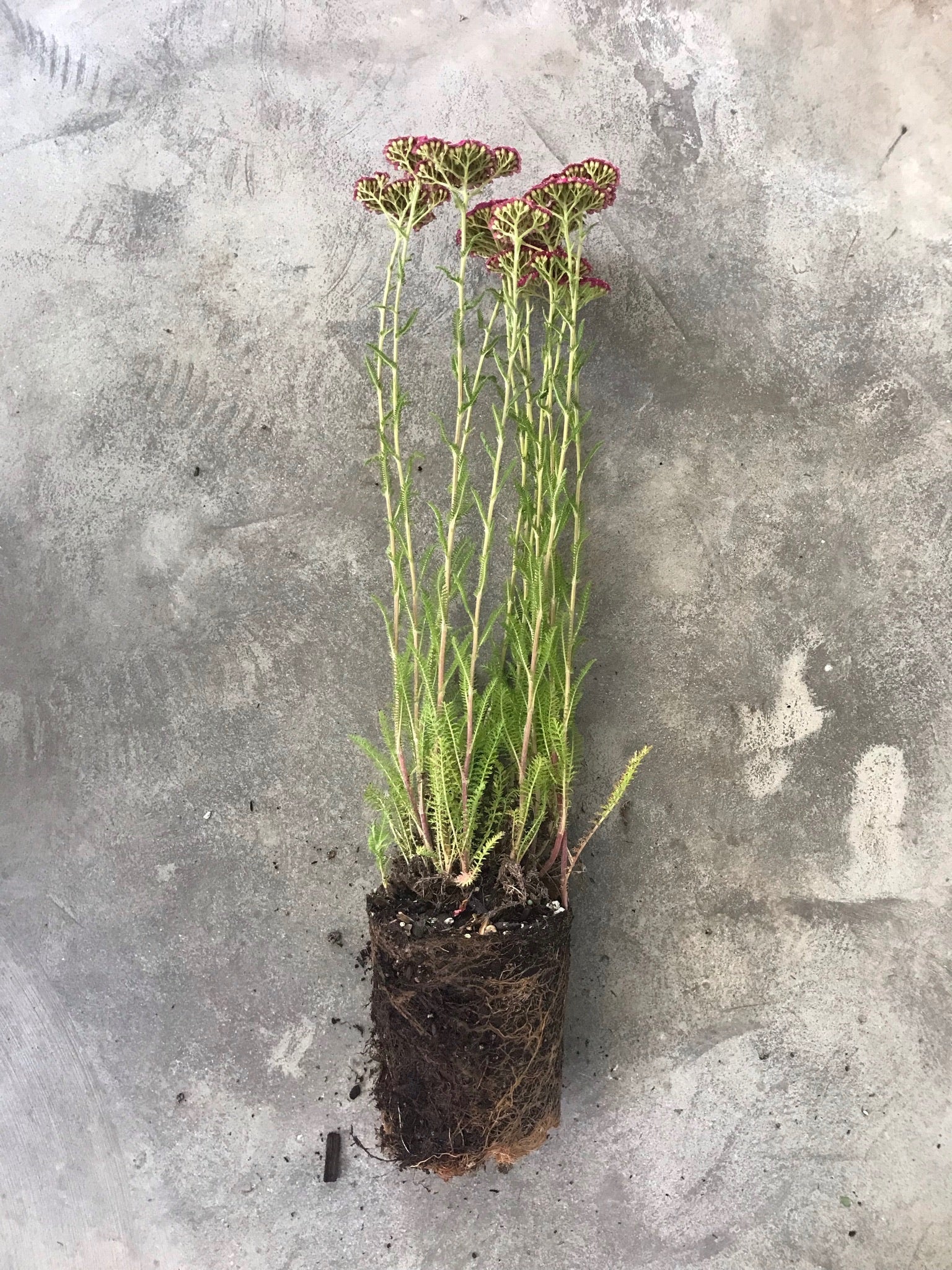 Achillea 'Paprika' (Yarrow)