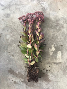 Sedum 'Purple Emperor'