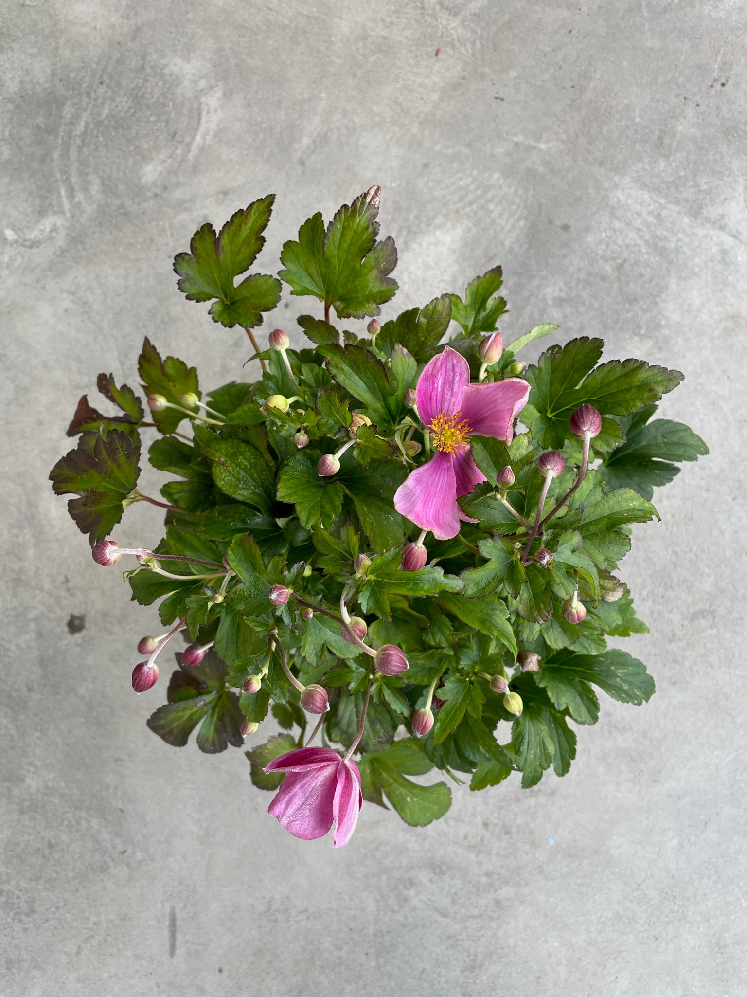 Anemone Hupehensis 'Jasmine' (Chinese Anemone)