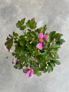 Anemone Hupehensis 'Jasmine' (Chinese Anemone)