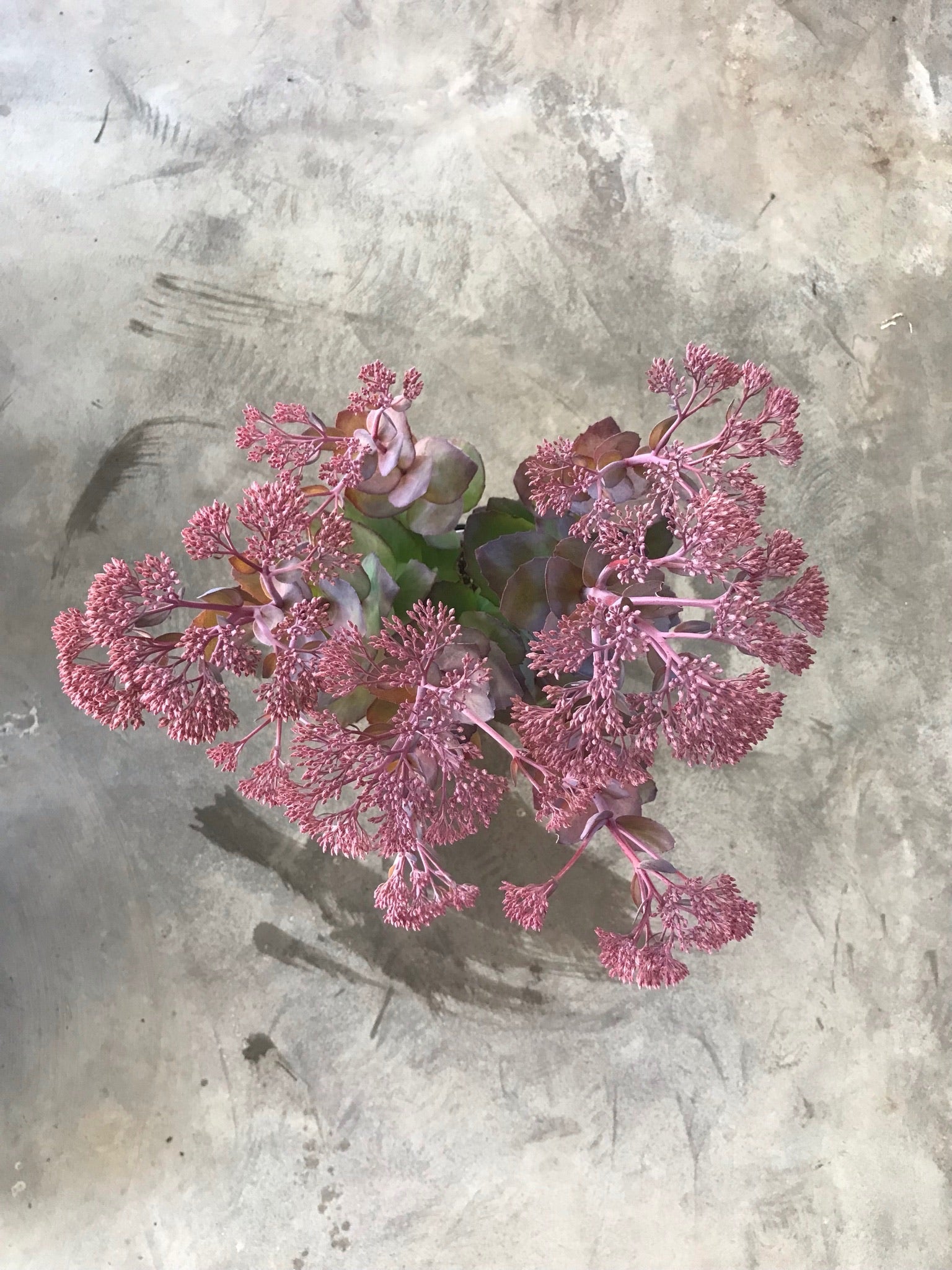 Sedum 'Purple Emperor'