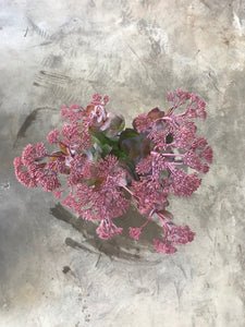 Sedum 'Purple Emperor'