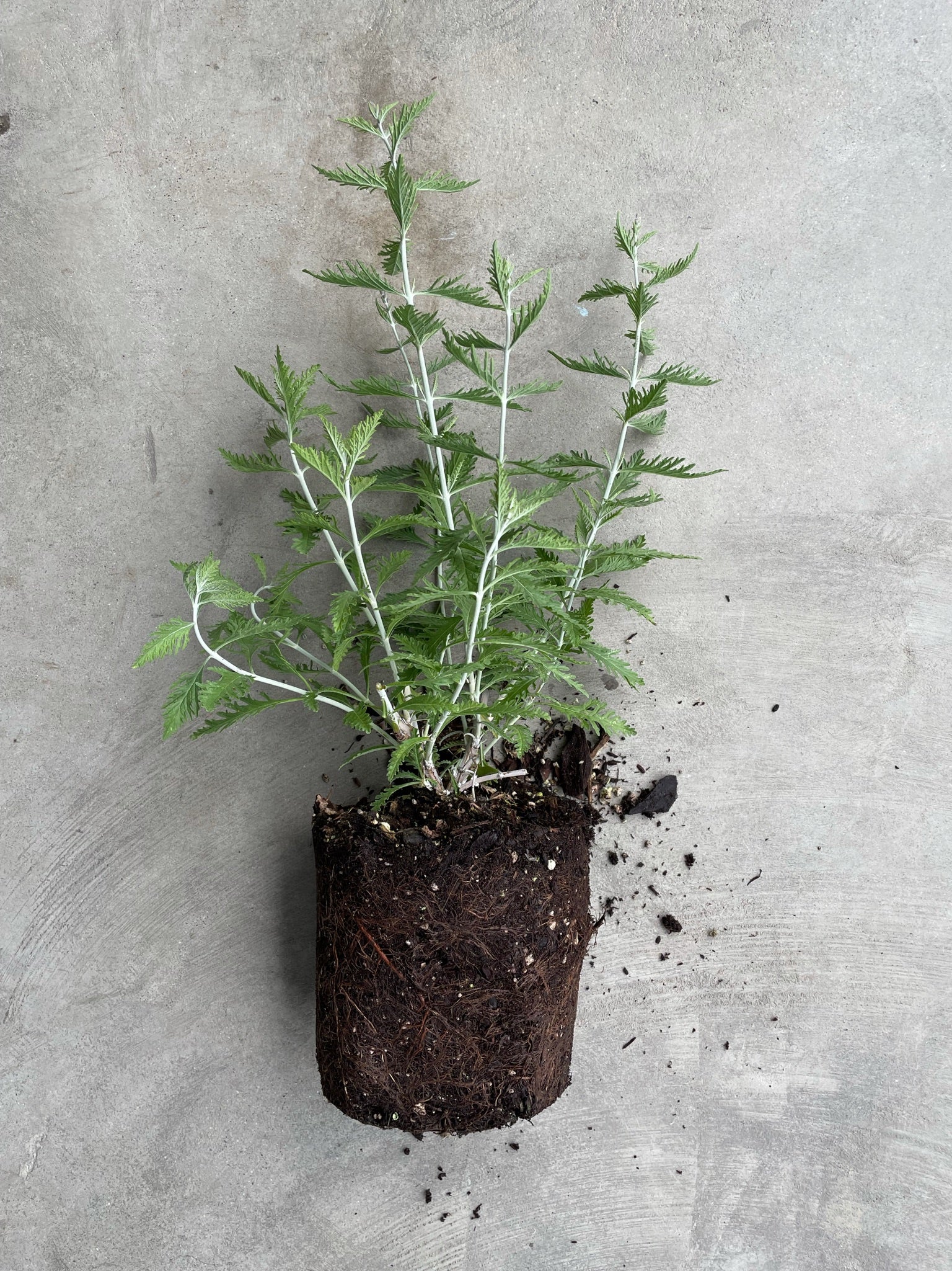 Perovskia Atriplicifolia 'Filigran' (Russian Sage)