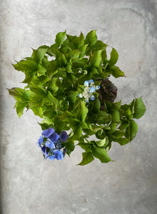 Hydrangea macrophylla 'Rotdrossel'