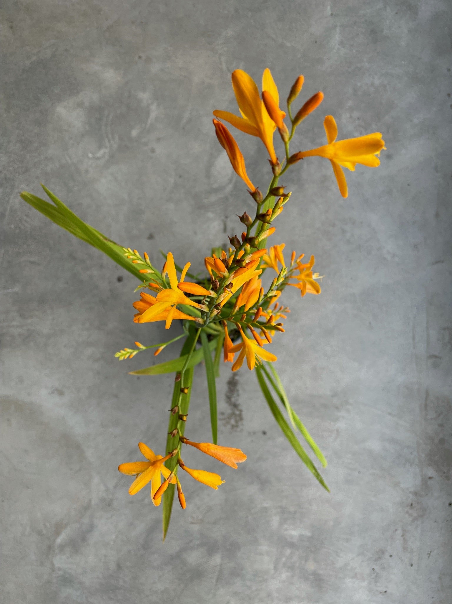 Crocosmia 'George Davison'