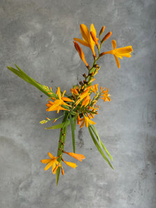 Crocosmia 'George Davison'