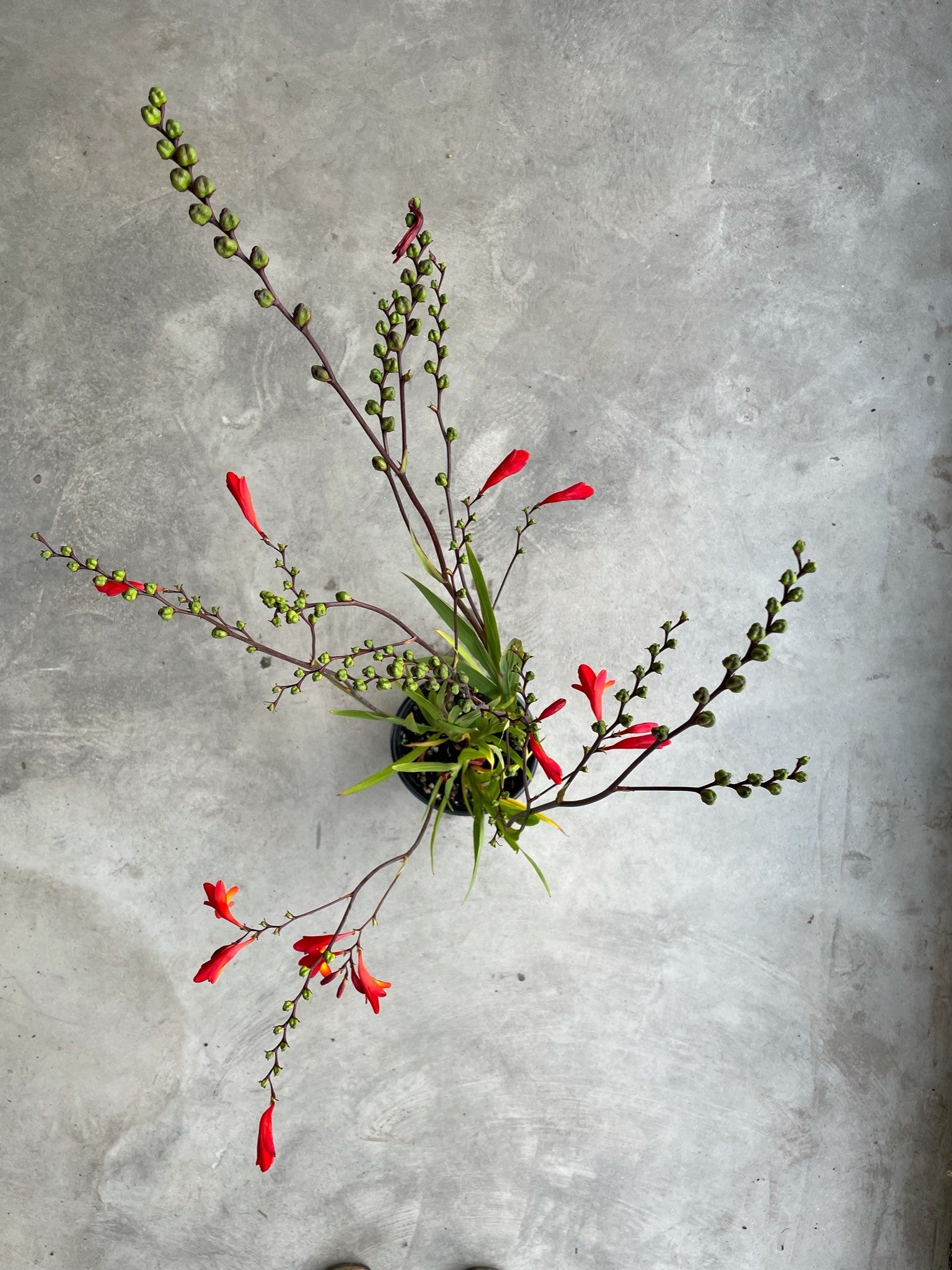 Crocosmia 'Emberglow'
