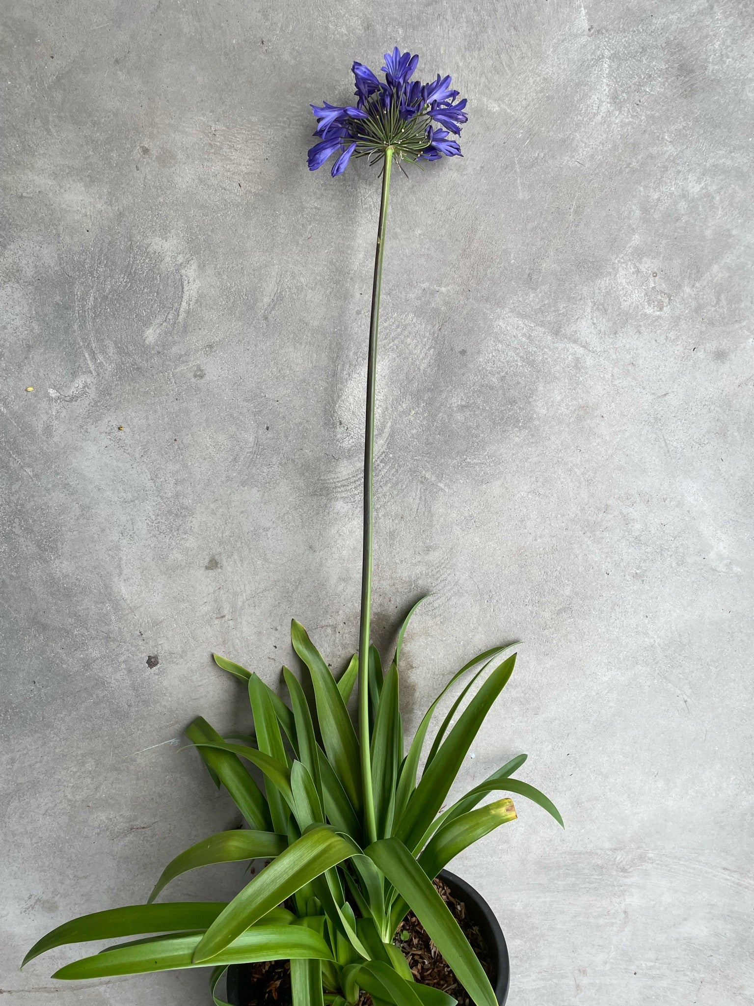 Agapanthus 'Storm Cloud'