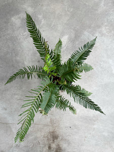 Polystichum munitum