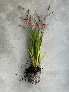 Crocosmia 'Emberglow'