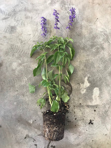 Rockin' Fuchsia - Salvia Hybrid
