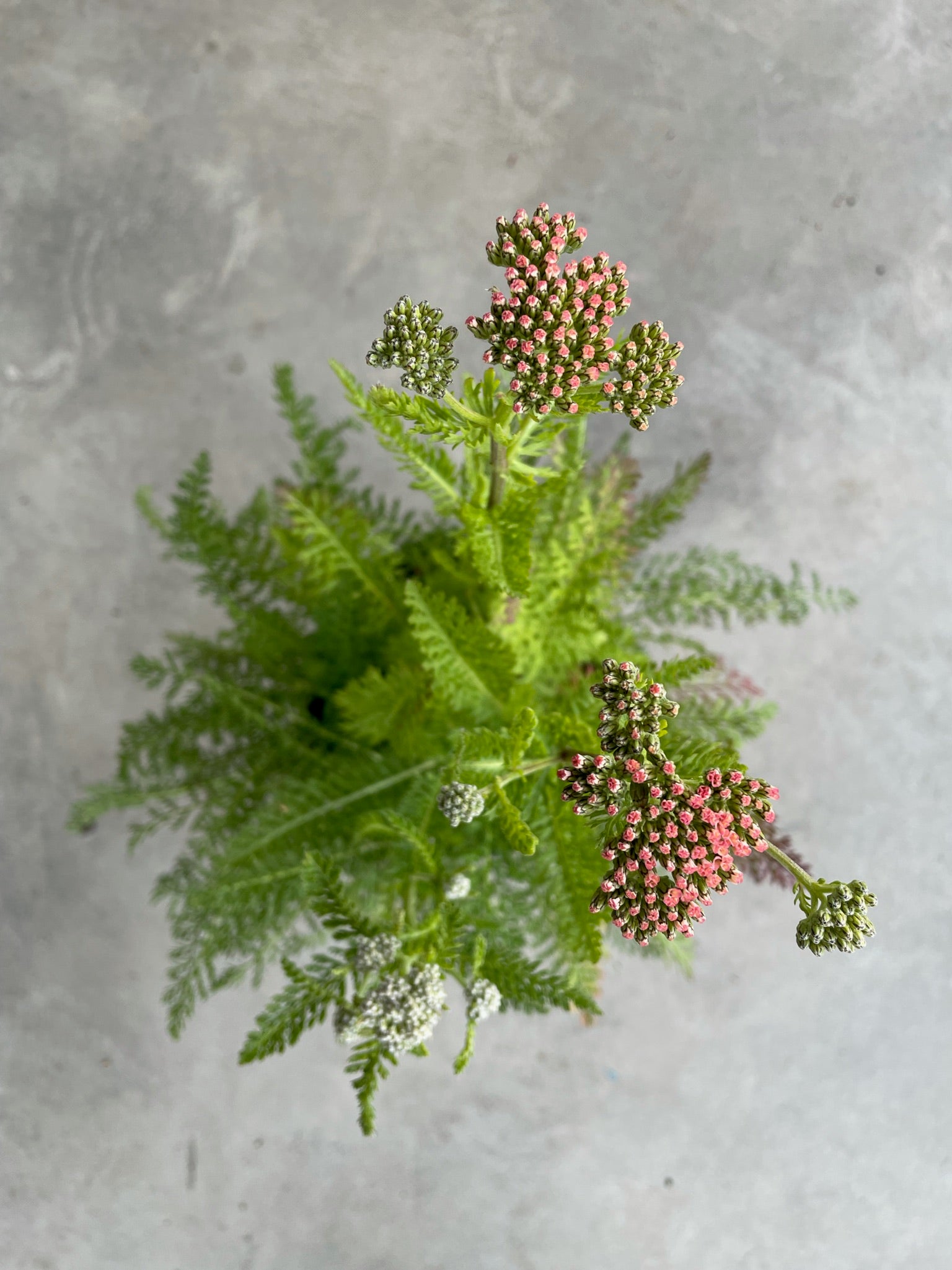 Achillea 'Summer Pastels' (Yarrow)