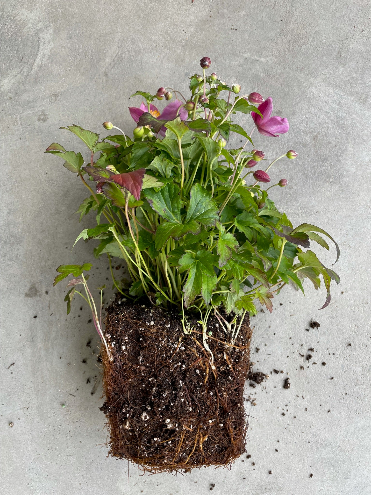 Anemone Hupehensis 'Jasmine' (Chinese Anemone)