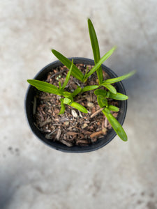 Agapanthus 'Midnight Blue'