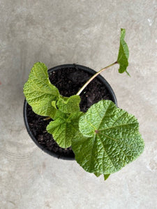 Alcea 'Mars Magic' (Hollyhock)