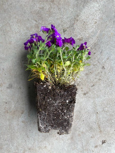can you plant aubrieta in pots Aubrieta 'Purple Cascade' (Rock Cress) – Moonflower Gardens