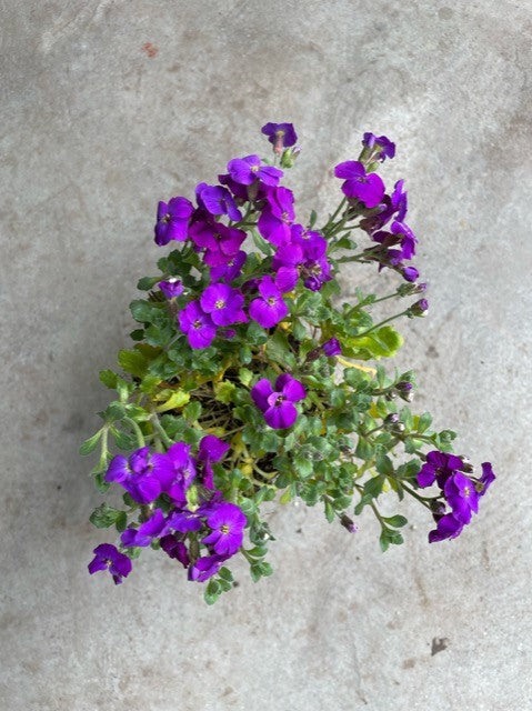 aubrieta cascade purple flower seeds Aubrieta 'Purple Cascade' (Rock Cress) – Moonflower Gardens