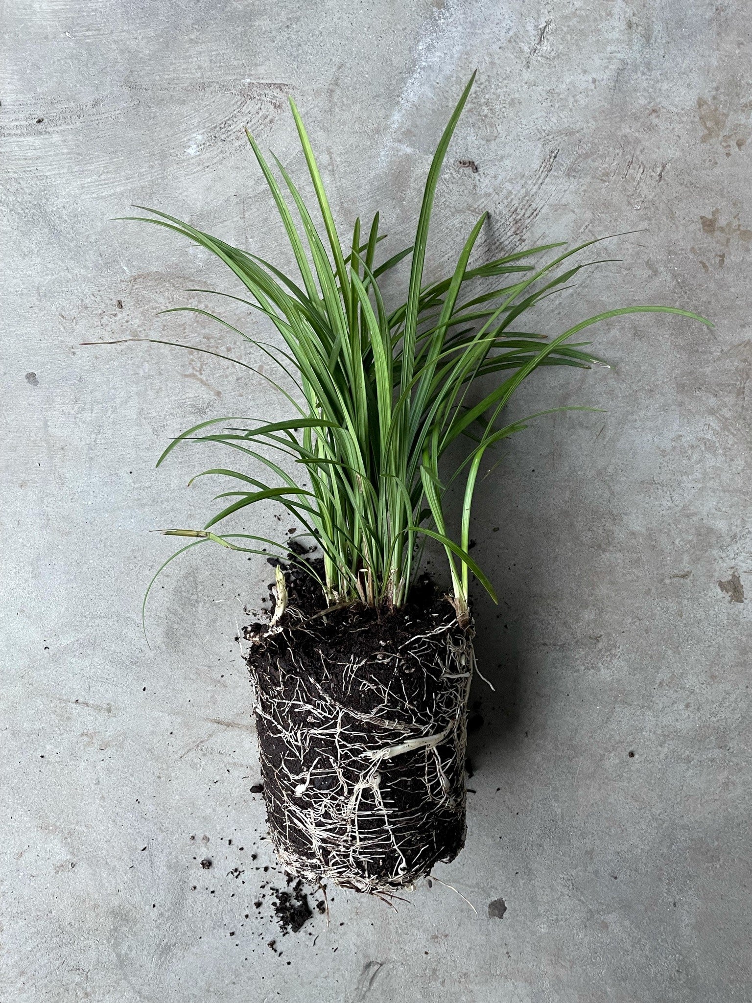 Liriope 'Big Blue' Lily Turf