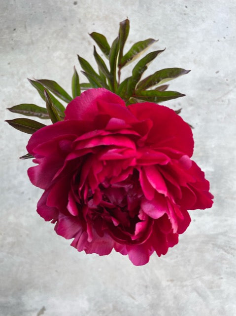 Paeonia lactiflora