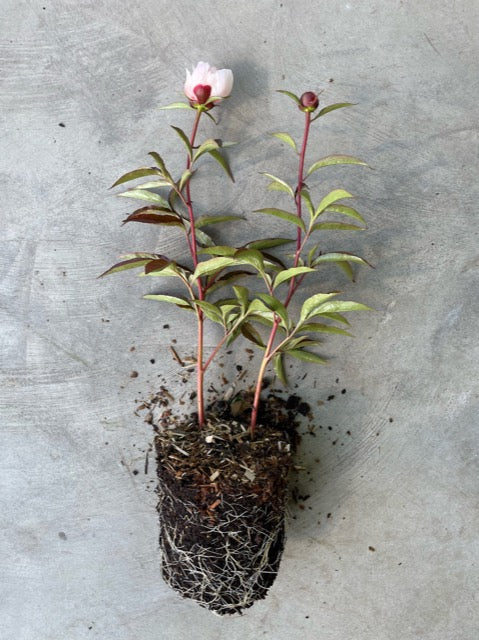 Paeonia lactiflora