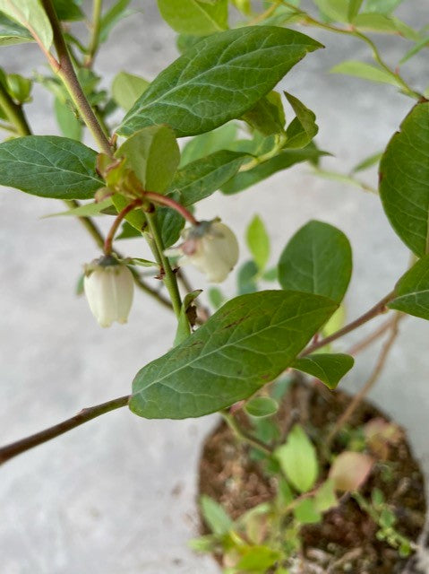 Vaccinium corymbosum 'Duke'