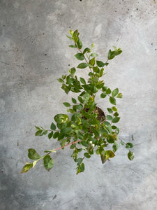 Vaccinium corymbosum 'Duke'