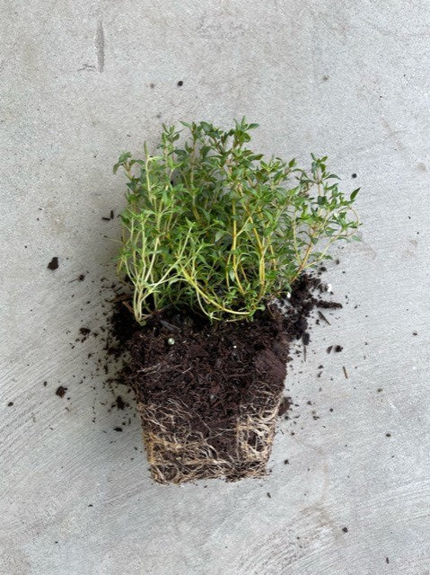 Thymus Vulgaris (French Summer Thyme)