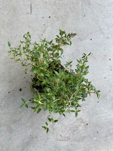Thymus Vulgaris (French Summer Thyme)