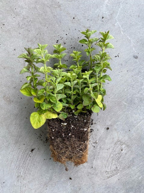 Origanum Vulgare (Oregano)