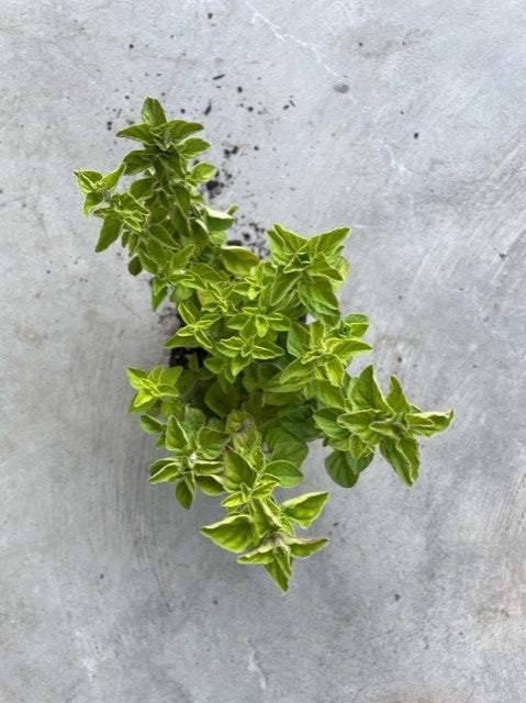 Origanum Vulgare (Oregano)