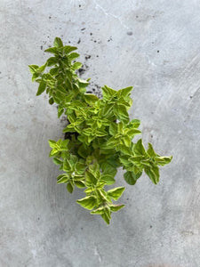 Origanum Vulgare (Oregano)
