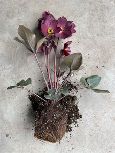 Helleborus 'Ice N'Roses' and 'Anna's Red'