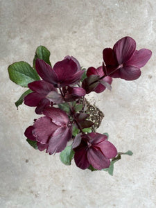 Helleborus 'Ice N'Roses' and 'Anna's Red'