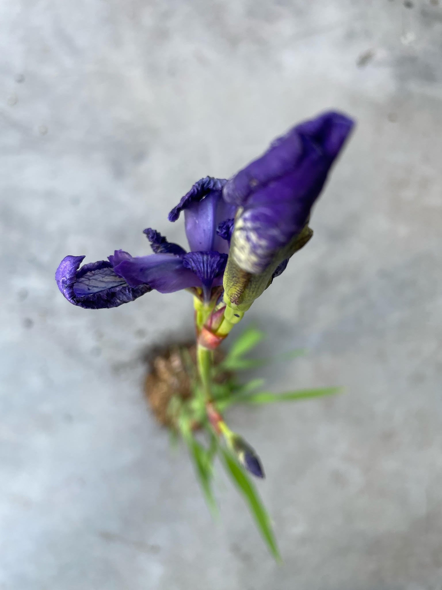 Iris sibirica 'Caesar's Brother'