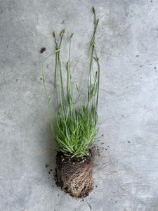 Lavandula x intermedia 'Grosso'