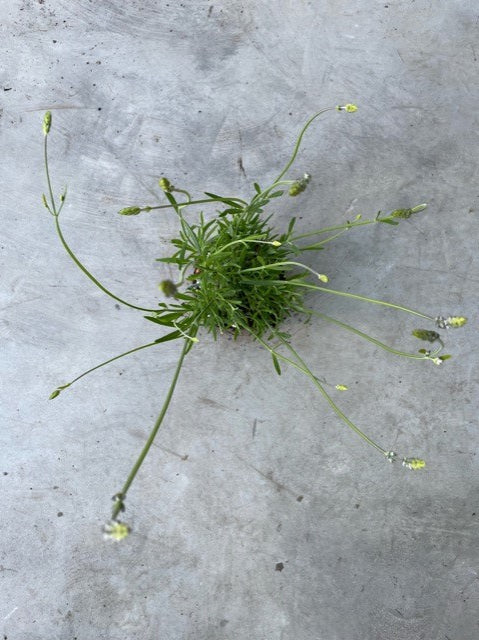Lavandula x intermedia 'Grosso'