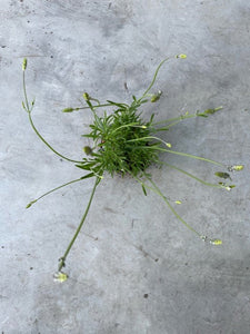 Lavandula x intermedia 'Grosso'