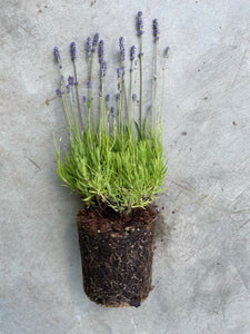 Lavandula angustifolia 'Munstead'